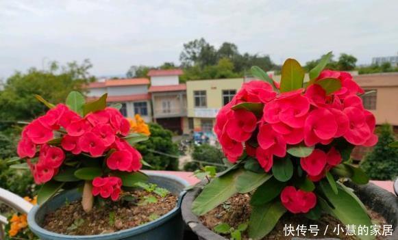 虎刺梅|不喜欢太折腾，就养3种花吧，不管天气如何多变，都能长得旺