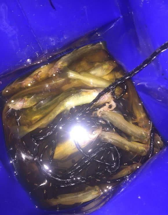 夜钓|打死一条来一条,男子夜钓连打五条大蛇,网友太残忍