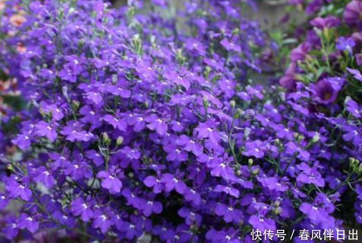 4种花适合夏天养,一年四季花开不停,开花量大,花开枝繁叶茂