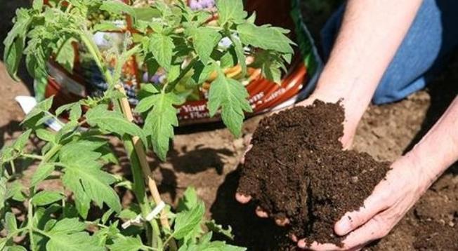 发酵鸡粪、羊粪、蚯蚓粪,到底该选哪一种?看完终于不再迷惑了