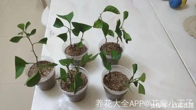 6月,最适合扦插的花,一插就活,大白根冒疯了