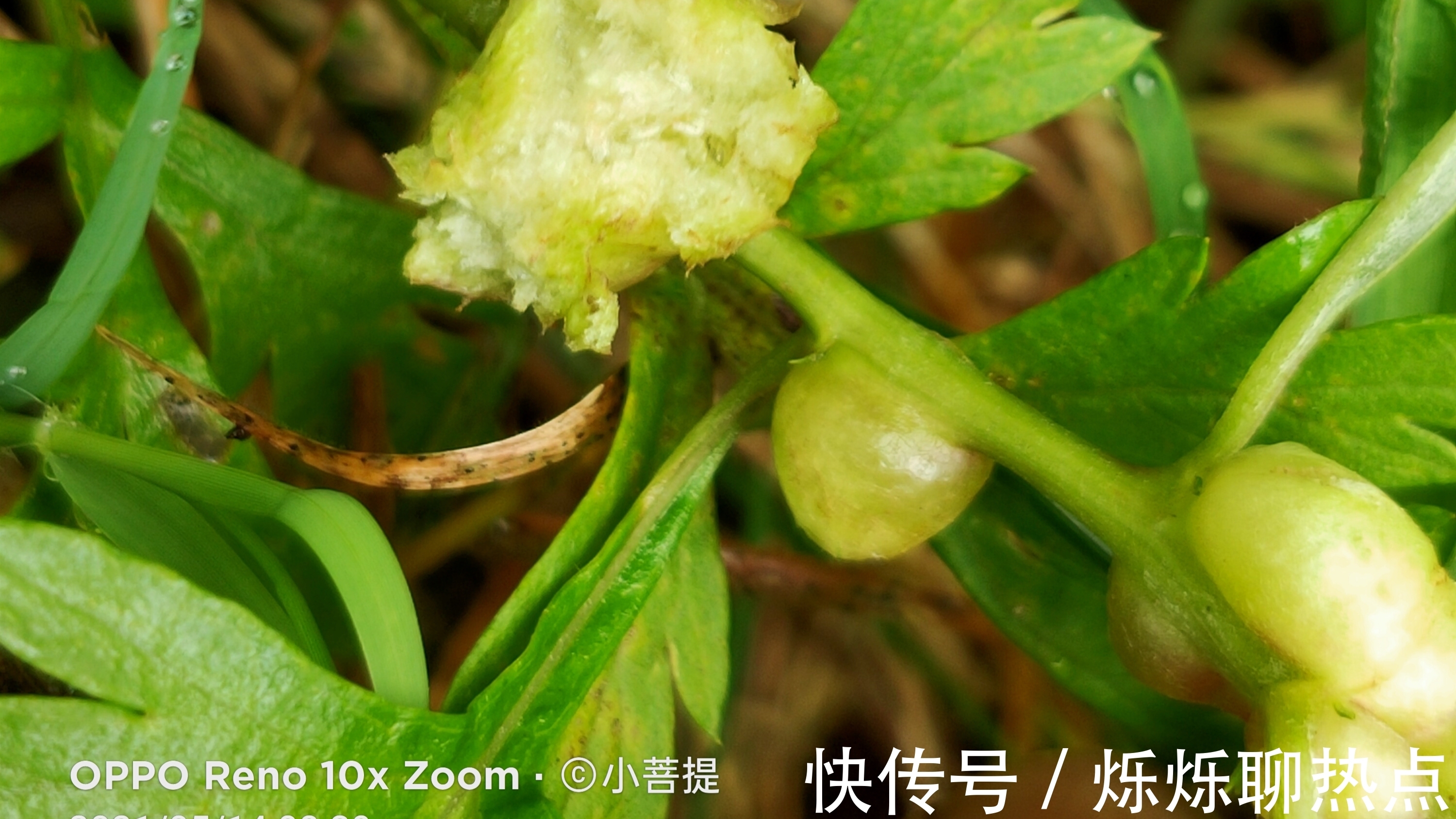 艾草|真不可思议，这丝艾草竟然也会长肿瘤