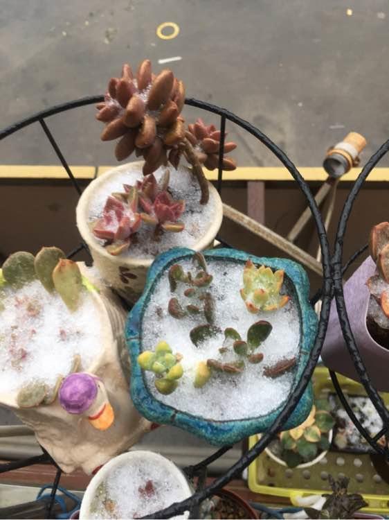 多肉一化水就死,邻居奶奶这样处理,才第三天叶子就翠绿了