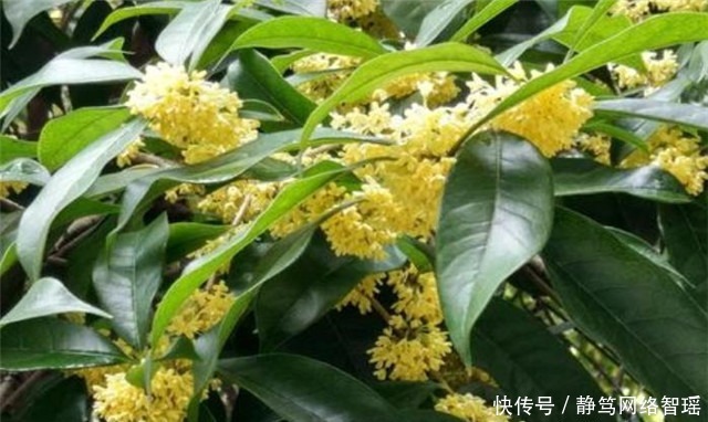 加餐|纳兰性德最体贴温润的友情:凭寄语,劝加餐,桂花时节约重还!