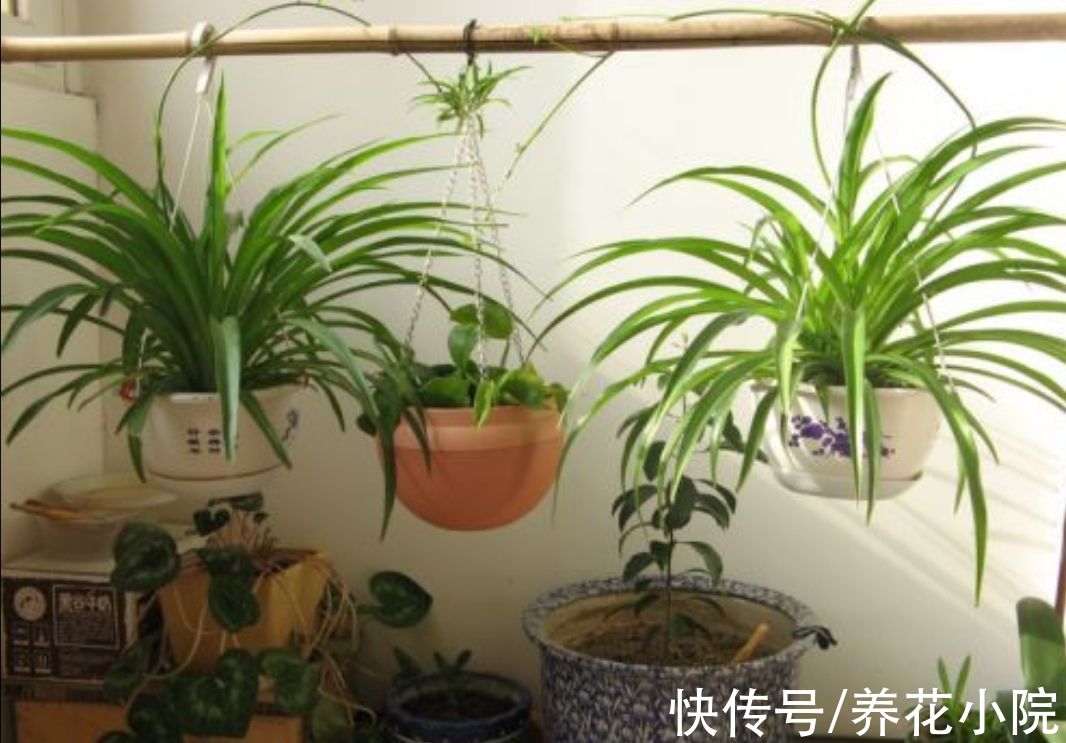 天冷了没花看,不如养6种漂亮“绿植”,美观大方还有益健康