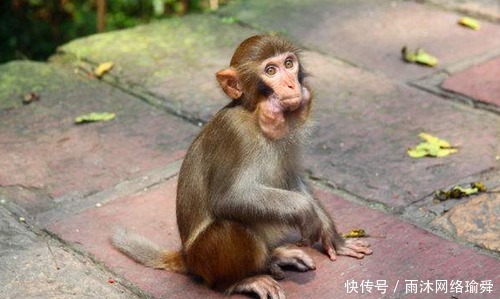 别人|孙悟空为啥最讨厌别人叫他“弼马温”?因为之前的弼马温是“她”