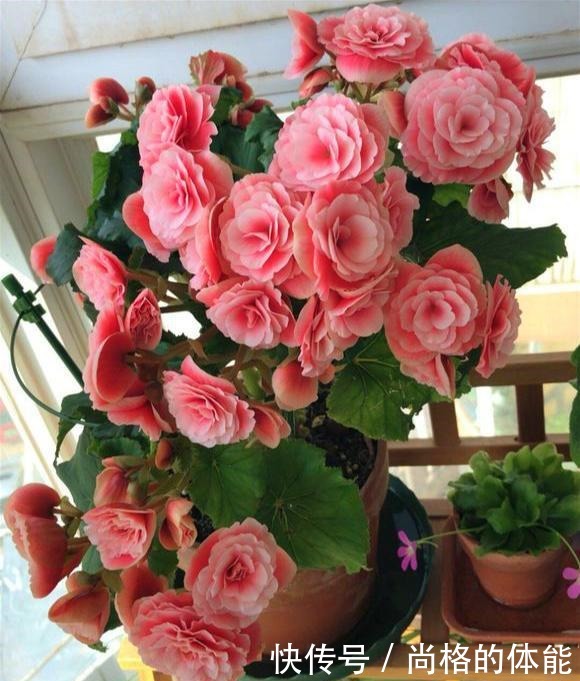 一到冬天就开挂,养在室内“疯狂”开花,花朵跟“玫瑰”一样漂亮!