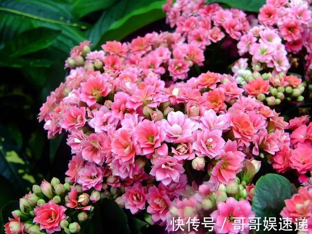 养花最怕烂根，盆底垫点料，盆土透气排水畅快，根粗叶绿开花勤