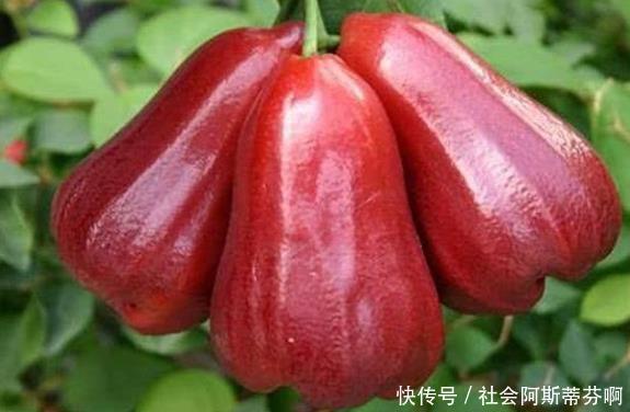  称为|常吃以下5种“水果”，不仅营养丰富，且可提神醒脑，早知早受益