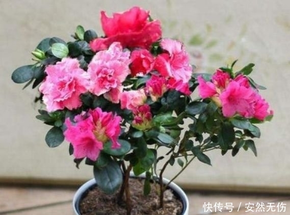 聪明人都养4种花，福旺运旺财更旺，财运爆发，事业风生水起