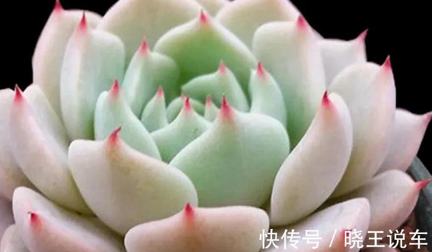 花生壳养多肉不烂根,长势好,株型肥美又漂亮