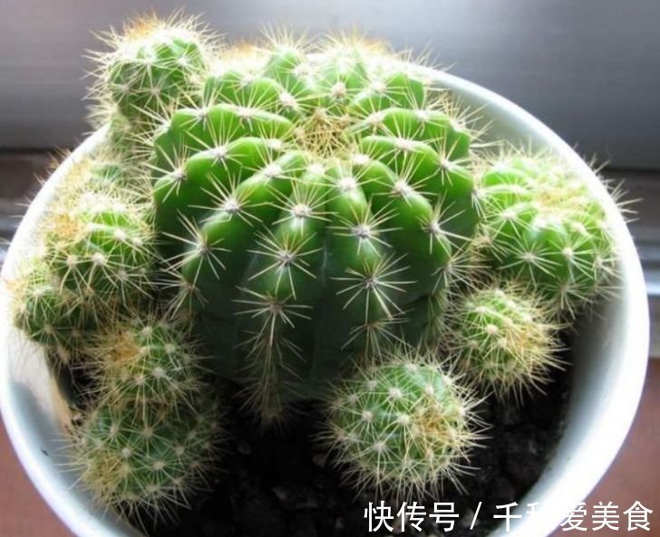 芦荟|人养花,花也养人,家养3种花,漂亮还净化空气,烂漫迷人眼