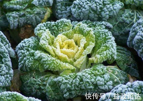 霜打过的菜为何甜？这4种菜不怕冻，别错过最后一种，越冷越好吃