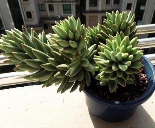 钱景天|5种不怕热的多肉植物,夏天虐着养,新手也能养爆盆
