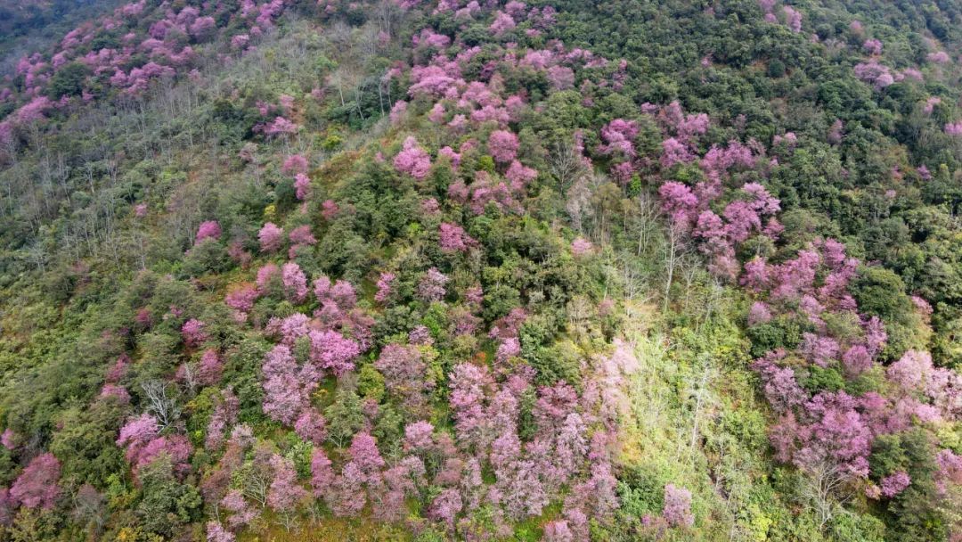 施甸：满山樱花，层林尽染