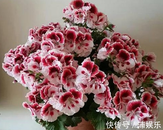 10种天竺葵,花色鲜艳,颜色丰富,每种都超美,你养过几种