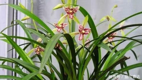 老花农养兰花,只用1种植料,易生根好栽种浇水方便
