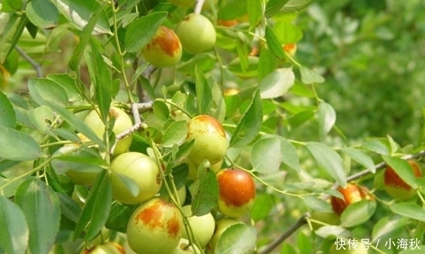 不算|名字带有“龙”字的水果,吃过一种不算啥,吃过最后一种才牛