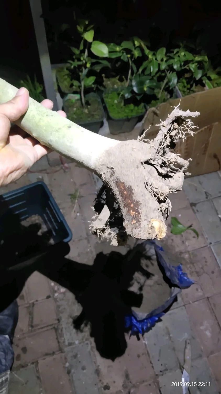 买的花总不活,秘密全在花盆里,搬起来看看才知道