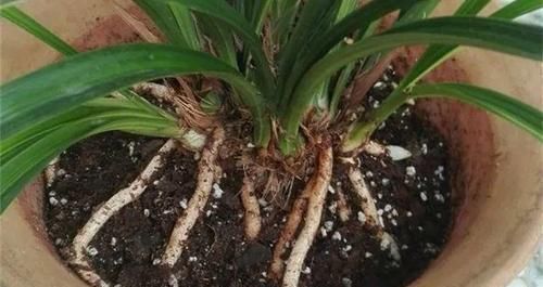 骨粉肥|什么松针土、腐叶土都不如这种土,土壤疏松又肥沃,养啥都爆盆!