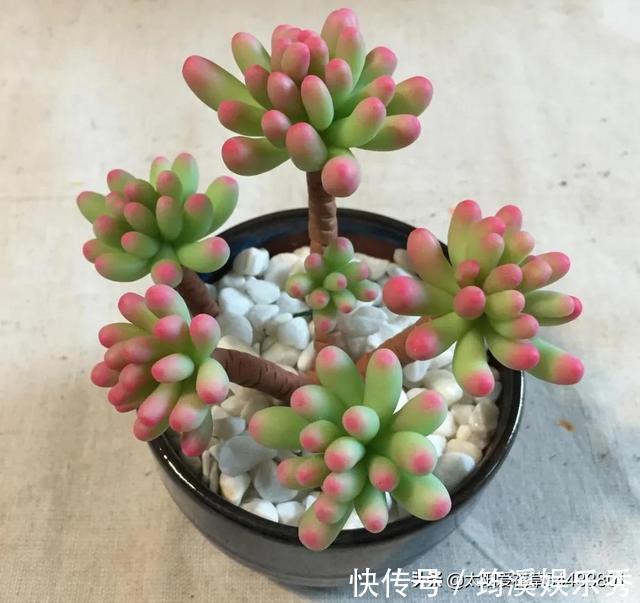 胖嘟嘟|怎么把多肉养得胖嘟嘟？做好5个关键点株型紧凑又好看