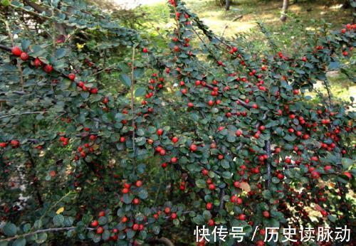 栒子|很适合新手小白种植的盆景平枝栒子种植养护简单易管理