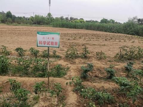 九年一贯制学校|阜阳市太和县第三中学东校区“科学实验田”让孩子们快乐成长