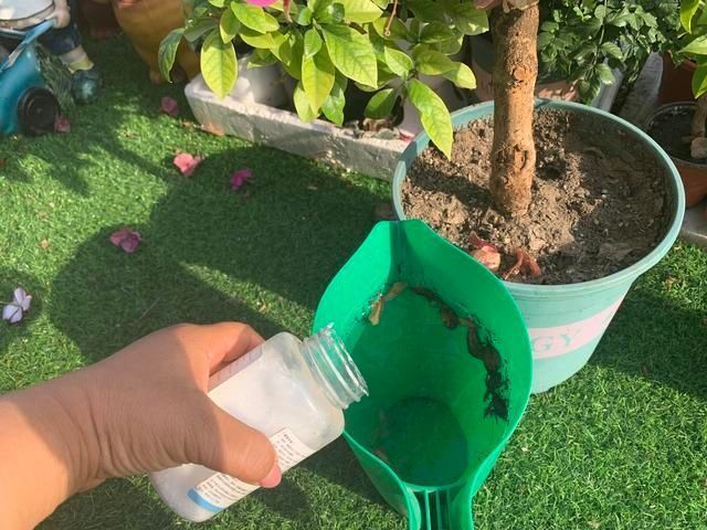 3种花都是“酸水”喂大的，每月浇点醋，黄叶消失，花满枝