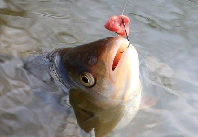 钓鱼|从鱼性钓位钓技看钓鱼，这些口诀很好记哦
