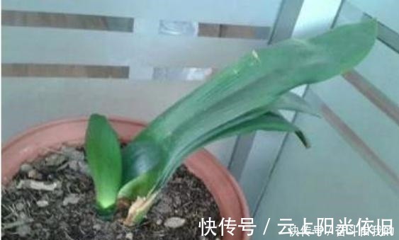花根|君子兰不好养用上“这2种药片”,新芽呼呼冒,花开爆盆!