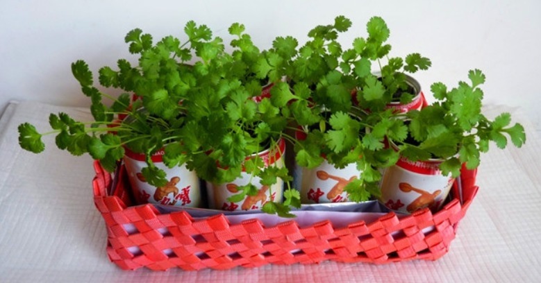 植物|别把铁罐子扔了、卖了,钻孔养花,植物长得好,越看越讨喜