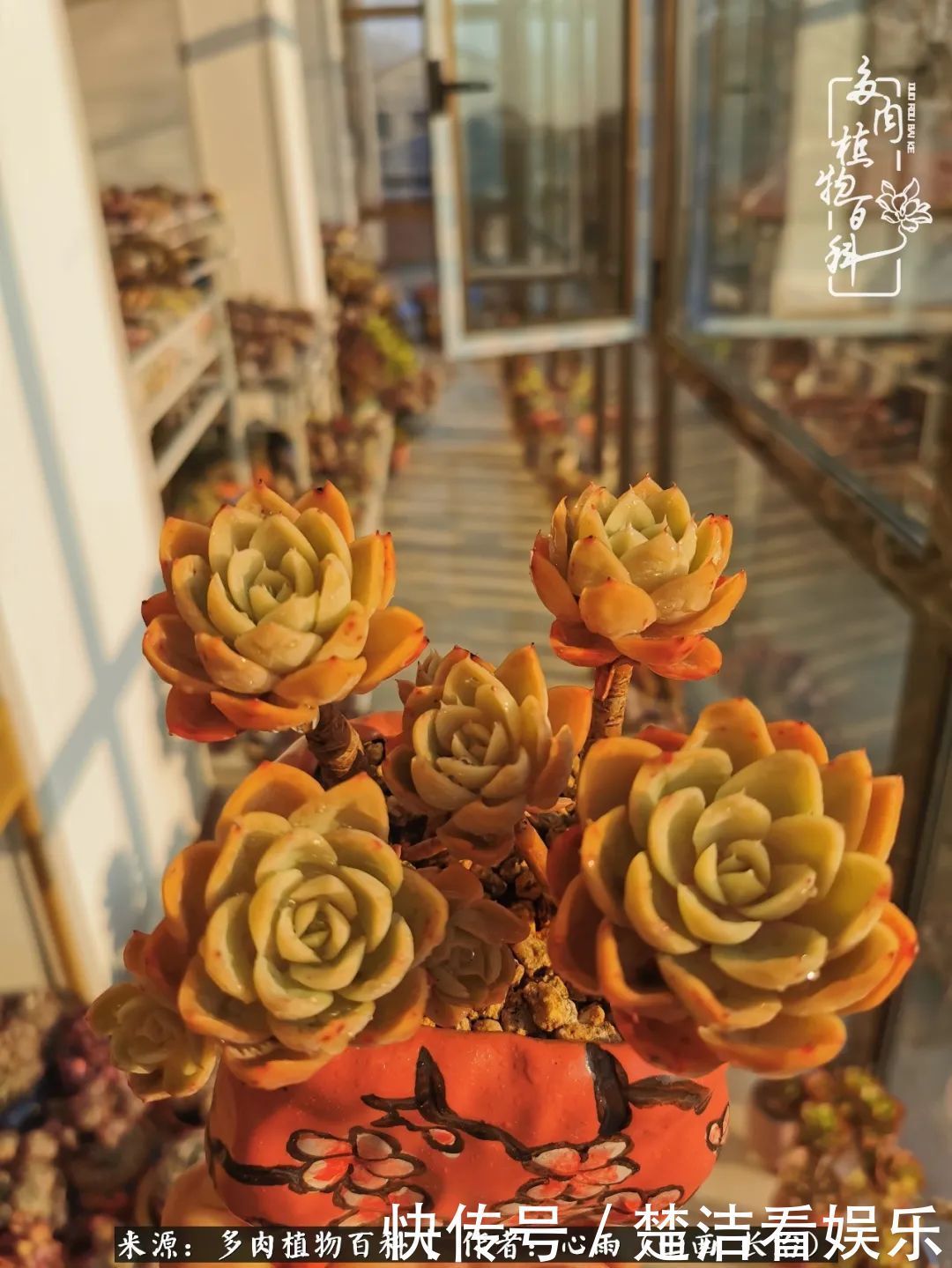 三色堇|懂得珍惜的人,才值得拥有更多美好的事物!养多肉也是如此!