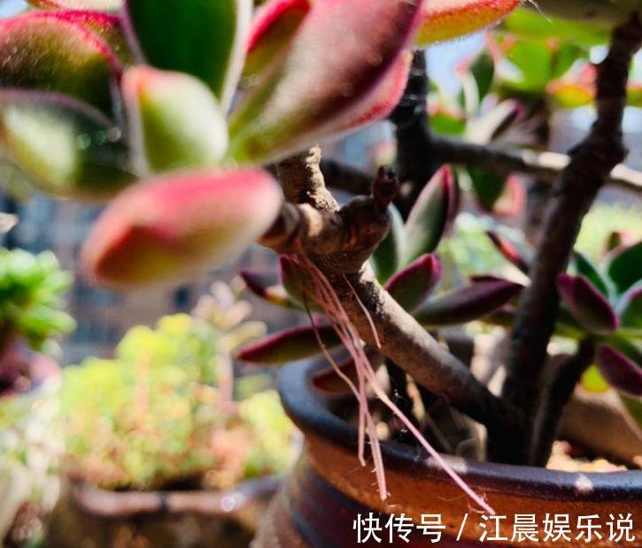 多肉叶子皱皱巴巴别光浇水，多半是伤根该换盆了！