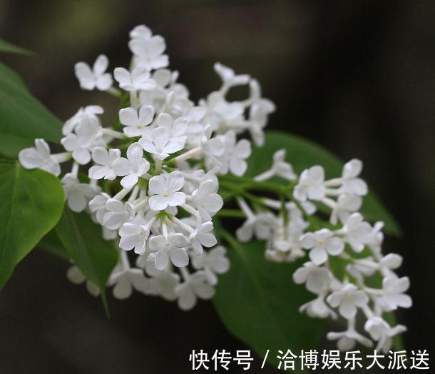 超哥|家里“3种花”不能见光，放暗处“摆好”，叶片油亮、花儿开得旺