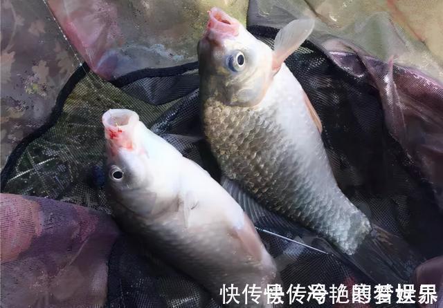 鲢鳙|为什么野钓鲫鱼不建议浮钓?看完这几条理由,你就明白了