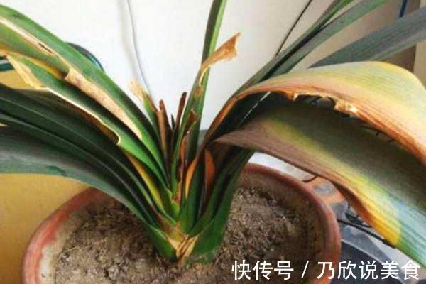 君子兰叶子发黄怎么办教你几招,让叶片重新焕发亮绿!