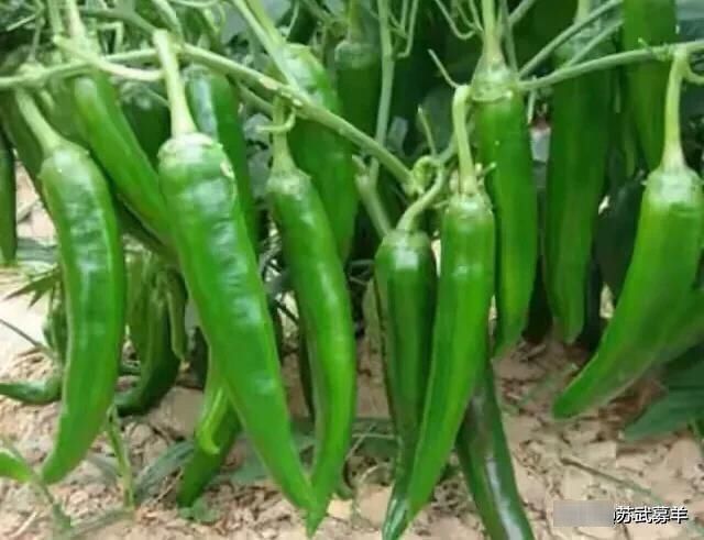 辣椒|简单易学的腌辣椒方法,清香鲜辣吃起来特过瘾,放一年也不会坏
