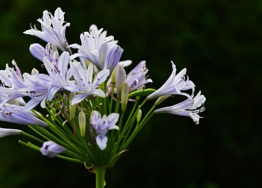 谁道人间四月芳菲尽 武汉六月盛芳菲 全网搜