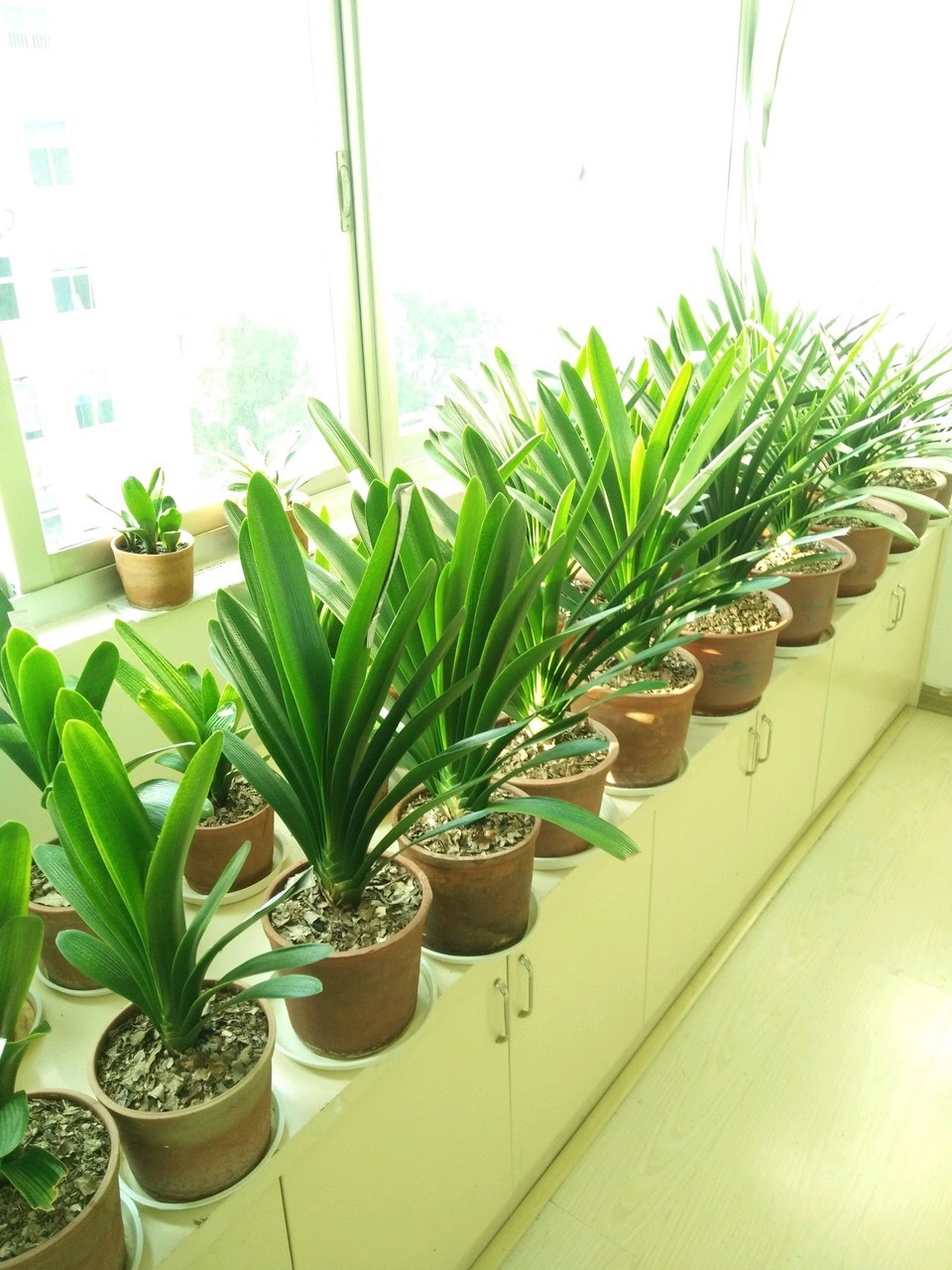 蹭蹭|君子兰吃点“大补肥”,蹭蹭直冒“网格叶”,根系就像大白菜