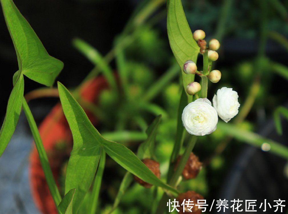 比睡莲好养,比碗莲容易开花,它叫“慈姑花”,有水就能活