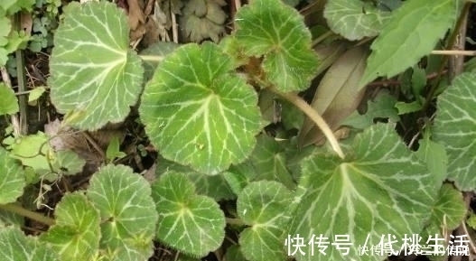 中医|路边这长相似“耳朵”的草，你认识么？中医说它对治疗冻疮有奇效