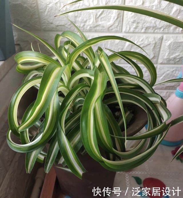 吊兰|很贵的“高档吊兰”,养起来太容易,现在沦为“白菜价”