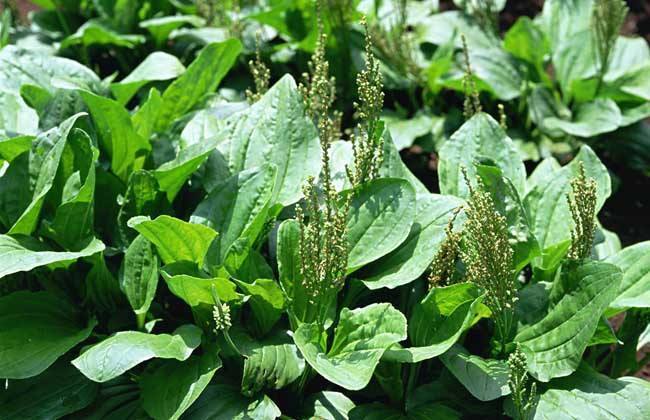 用车前草|车前草不仅止咳化痰,更有三大奇妙作用,特别适合中老人服用