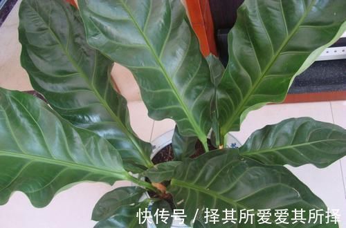 净化|适合养殖在室内的花卉植物，既好看又可以净化室内的空气！