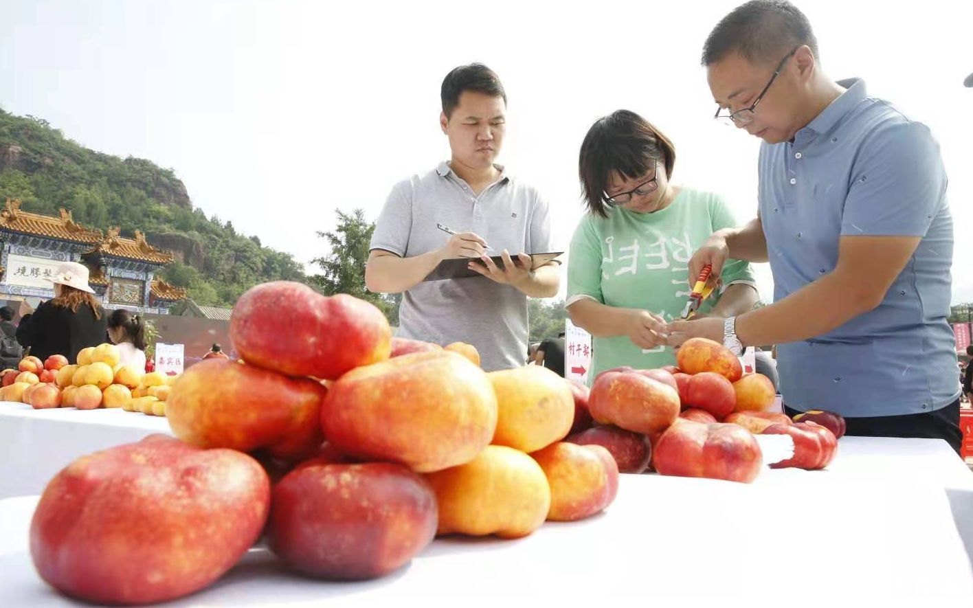 蟠桃会|最高含糖量20.7度 平谷“甜桃王”擂台赛开赛
