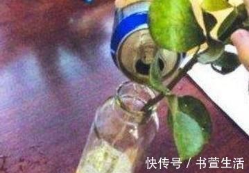 这种“溶液”比柳树枝、蚯蚓粪都强,每家都能做,浇一点就爆盆