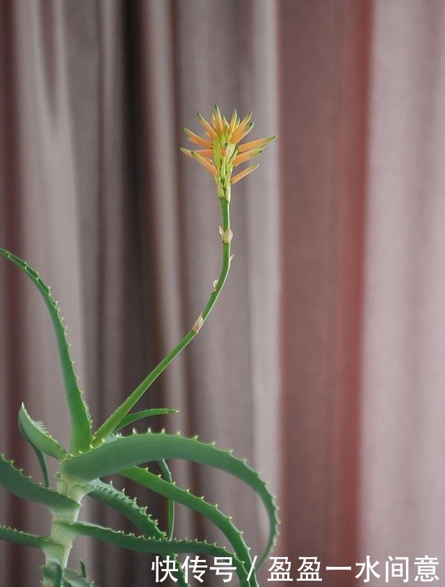 如果你家芦荟长这东西,别剪掉,请珍惜,比较少见!