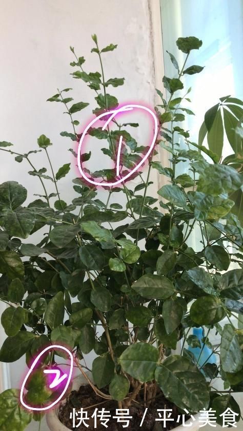 茉莉花在25度的地暖房中枝条疯长可以修剪吗茉莉花的花期是多久