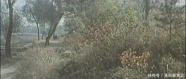 36年了,为什么这部国产片能让人至今难忘?因为:故事干净