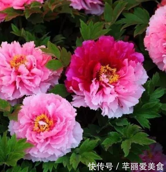 花期|养花就养4种花,家里养一盆,开花漂亮花期长,谁养谁喜欢